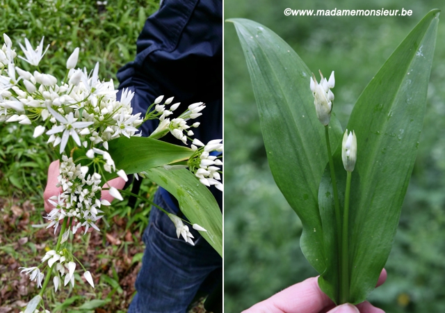 cueillette, guide nature, cuisine sauvage, reportage, namur, lionel rawet, wallonie, herbes, plantes, botanique