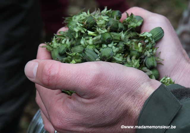 cueillette, guide nature, cuisine sauvage, reportage, namur, lionel rawet, wallonie, herbes, plantes, botanique