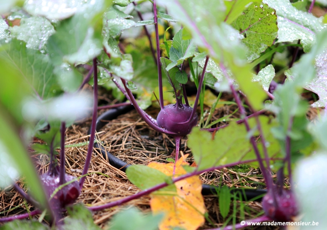 restaurant,michelin,coup de coeur,chef,chalet de la forêt,jardin,gastronomie,potager,bio,légume