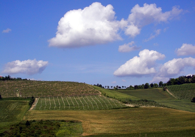 vin,italie,piémont,cépages,indigena,oenoculture,oenophile